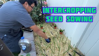 Intercropping Bokchoy and Other BrasicasLettuce with Garlic [upl. by Carberry]