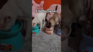 COMEDOURO E BEBEDOURO DA PET GAMES ALTURA IDEAL PARA SEU GATINHO gato gatos petgames [upl. by Anivid]