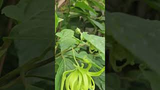 Daily blooms of fragrant Ylangylang flowers [upl. by Dwyer472]