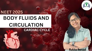 Chapter 15 Body Fluids and Circulation Human Circulatory System Cardiac Cycle [upl. by Ulah]