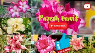 Adinyam Plant  Adinyam Flowers  Multicolor  Adinyam Bonsai  Priti Nursery amp Farm  Paresh Gamit [upl. by Hahn171]