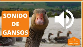 🦢🦆SONIDO de GANSOS en la GRANJA para NIÑOS  ¿Que Sonido Hace el Ganso – Animal Sounds of The World [upl. by Baillie]