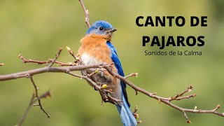 30 MIN de Sonidos RELAJANTES de PÁJAROS Cantando Canto de las AVES la Naturaleza y el Bosque [upl. by Vonny]