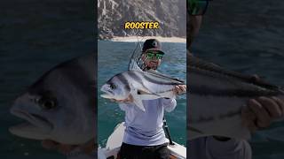 Live Mullet to Catch Rooster Fish 🎣 fishing shorts [upl. by Ayhdiv]