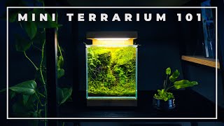 The BOXES of NATURE  Mini Terrarium 101 [upl. by Bentlee112]