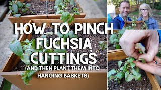 😃 How to Pinch Fuchsia Cuttings and Plant Them 😃 [upl. by Flem839]