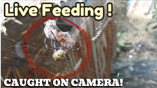 Argiope Appensa Gagambang Ekis Feeds On A Live Cockroach Part 2  FeedingFreenzyTV [upl. by Darby]