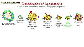 WHAT ARE LIPOPROTEINS 7 TYPES OF LIPOPROTEINS [upl. by Twelve]