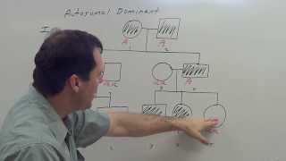 Autosomal Dominant Pedigree [upl. by Ordnael303]