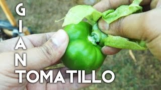 Growing Giant Tomatillos  from seed to harvest [upl. by Lassiter663]