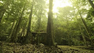 Traditional Malay Music  Malay Jungle [upl. by Ennalorac]