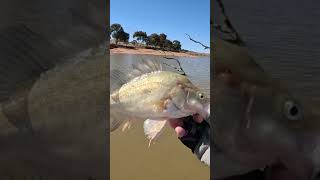 Yellowbelly release in slow motion fishing yellowbellyfishing [upl. by Bandeen]