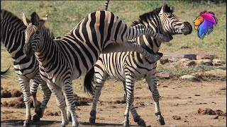 Zebra Fighting Gets Kicked in the Head  Kruger Sightings  Amazing Animal Videos [upl. by Lurlene62]