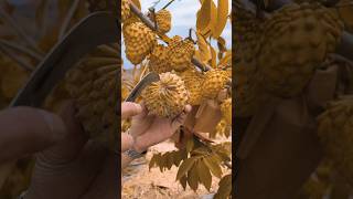 How To Grow Testy Fruit Enjoy Butiful Colourful Custard Fruit Amazing Chinese Fruits  part 1 [upl. by Ycaj]