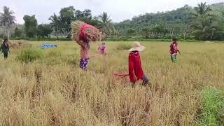 Harvesting Rice  Philippines  Pixiella Vlog ricefield [upl. by Ailaham]