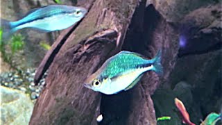 ブルーレインボー Lake Kutubu rainbow fish Melanotaenia lacustris [upl. by Helmut]