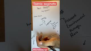 Taenia saginata microbiology parasitology [upl. by Acenahs]