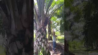 Oil palm harvest [upl. by Angeline]