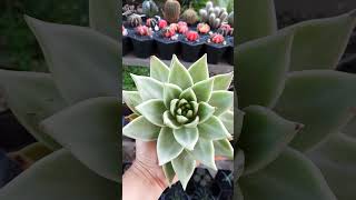 Agavoides aquarius echeveria suculentas succulent [upl. by Maggie9]