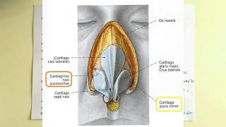 Burun Anatomisi Nasus [upl. by Utley92]