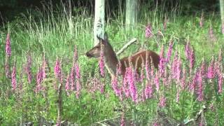 Jagd im Juni  Sommerjagd auf Rotwild Teil 2  Beute machen [upl. by Leamhsi]