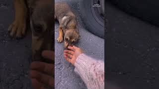 “Rescate emotivo Salvando a una perrita perdida en la carretera” youtubeshorts [upl. by Maurizia]