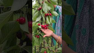 💥 Canadaல cherry fruit 🍒🍒😍shortsfeed canadiantamilvlogs [upl. by Ttelrats946]