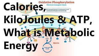 Calories KiloJoules amp ATP What is Metabolic Energy [upl. by Odnalref714]