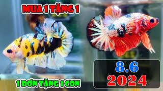 96 MINI GAME 173 100K TẶNG 60K  ZL O9433OO365  ĐỢT Cá  SĂN BETTA NEMO GLX 221321 [upl. by Jeno]