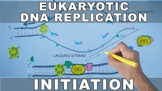 Translation  Elongation amp Termination  Stages of Protein Synthesis  Biochemistry [upl. by Aivin]