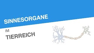 SINNESORGANE IM TIERREICH  Biologie  Neurobiologie und Verhalten [upl. by Jalbert]