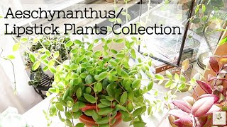 My Aeschynanthus  Lipstick Plants Collection amp Care [upl. by Ariak444]