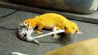 shtctb leopard gecko shedding SuperHypo Tangerine CarrotTail Baldy [upl. by Teodorico]