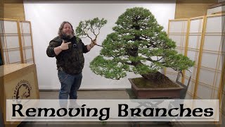 Removing Branches From Corins Giant Cedar  Greenwood Bonsai [upl. by Gelasias]