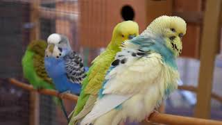 30 Minutes of Budgies and Cockatiels playing singing in their aviary [upl. by Aeet]