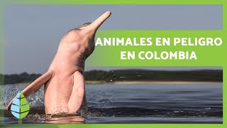 Animales Extraordinarios Al Borde De La Extinción [upl. by Hnib]