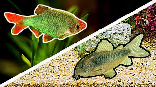 Top 5 GREEN FISH You Didnt Know Existed from 3 to 40 [upl. by Binette]