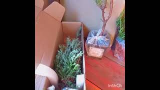 Распаковка посылки ОПТХОЗ ХВОЙНЫЕ 📦🌲 [upl. by Antonino]