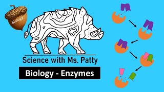 Enzymes  Biology [upl. by Aliac997]