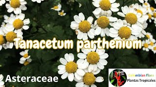 Descubrí el poder del Tanacetum Parthenium y cambió mi vida [upl. by Devi]