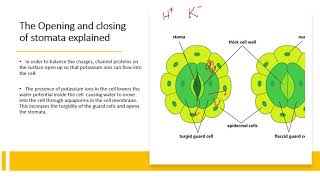 Chapter 145 Homeostasis in Plants [upl. by Derriey]