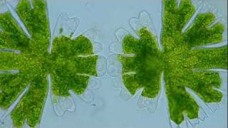 Timelapse Video  Cell Division of Micrasterias Algae 1 [upl. by Ideih]