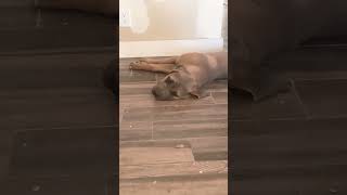 Cane corso formentino dog puppy canecorso [upl. by Nabetse]