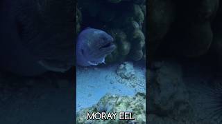 Moray eel seacreatures underwater morayeel sabang pulaurubiah [upl. by Fries]