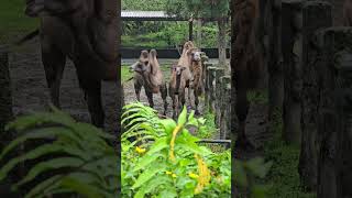 駱駝Bactrian CamelTaipei Zoo [upl. by Misti853]