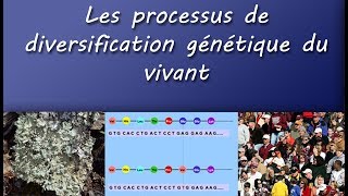 Cours TS  Les processus de diversification génétique du vivant [upl. by Sheply993]