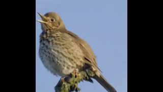 thrush edit bird edit [upl. by Warford35]