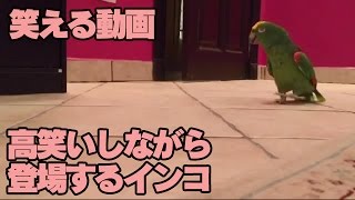 【笑える動画】高笑いしながら 登場するインコ [upl. by Schlessinger]