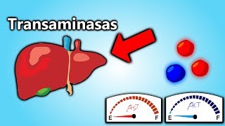 Transaminasas Altas EXPLICACIÓN EN 5 MINUTOS  Patología Clínica101 [upl. by Nohtan]