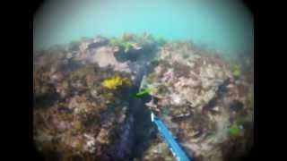 Spearfishing Long Reef in Dee Why Australia [upl. by Anawik]